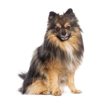 Sptiz oturuyor ve kameraya bakıyor, bembeyaz.