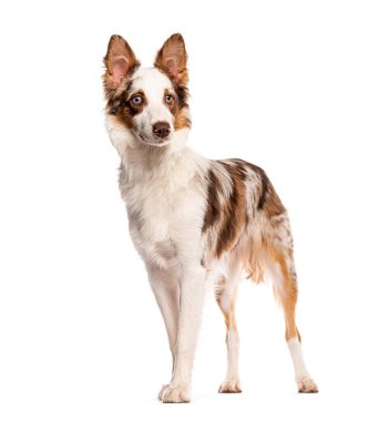 Kızıl Merle Cross cinsi bir çoban köpeği kameradan uzakta duruyor.