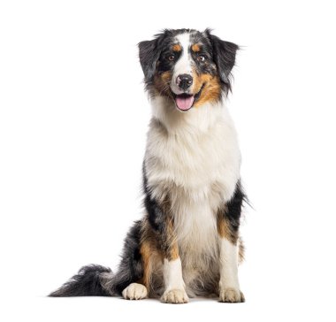 Oturan Avusturyalı çoban soluk soluğa kameraya bakıyordu.