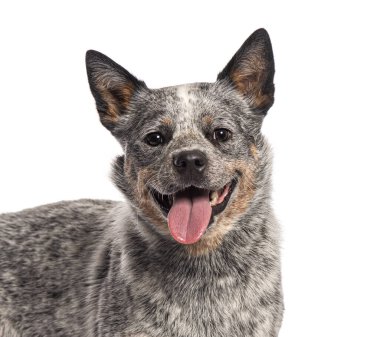 Avustralya sığır köpeği dışarıda oynadıktan sonra dilini çıkarıp nefes nefese kaldı.
