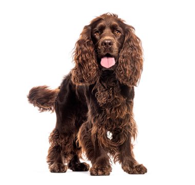 Kahverengi İngiliz Cocker Spaniel dili dışarı fırlamış ve kameraya bakıyor, çok heyecanlı görünüyor, beyaz üzerinde izole edilmiş.