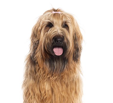 Pembe fiyonklu Briard köpeği beyaz arka planda oturuyor ve nefes nefese.