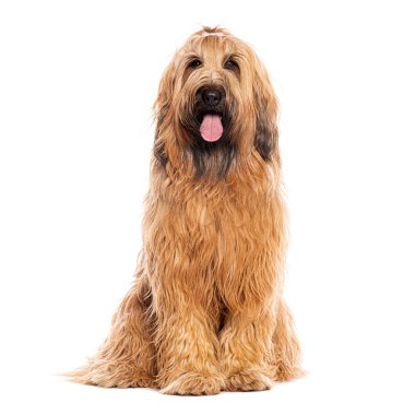 Briard köpeği yerde oturuyor ve dilini dışarı çıkarırken soluk soluğa kalıyor.