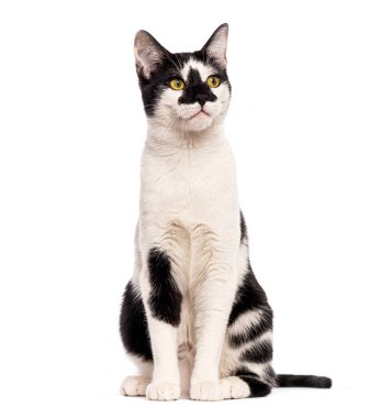 Meraklı siyah beyaz kedi beyaz arka planda izole bir şekilde oturuyor ve bakıyor.