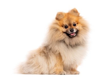 Neşeli pomeranian köpeği oturuyor, soluk soluğa ve beyaz arka planda mutlu görünüyor.