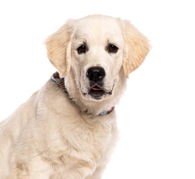 Beş aylık Golden Retriever köpeğinin başı mavi yakalı beyaz arka planda meraklı görünüyor.
