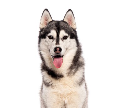 Sibirya Husky köpeği soluk soluğa ve mutlu bir şekilde kameraya bakıyor.
