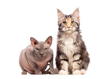 Sphynx ve 7 aylık kedi maine rakunu, yan yana oturuyorlar, beyazın üzerinde soyutlanmışlar.