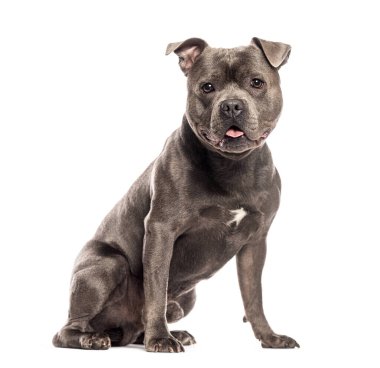 Blue Staffordshire Boğa Teriyeri, beyazlar içinde izole bir şekilde oturup kameraya bakıyor.
