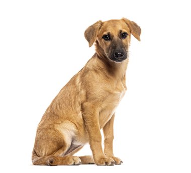 Kahverengi köpek oturuyor ve kameraya bakıyor.