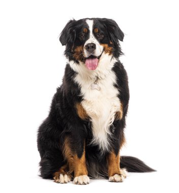 Bernese dağ köpeği beyaz arka planda oturuyor, dilini dışarı çıkarıyor ve soluk soluğa kalıyor, beyaz üzerine izole edilmiş.