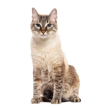 Melez evcil kedi beyaz arka planda oturuyor ve kameraya bakıyor.
