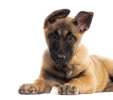 Sevimli iki aylık Belçikalı çoban köpeği yerde yatıyor ve dikkatli bir ifadeyle bakıyor.