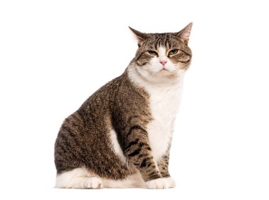 Huysuz Avrupalı kısa hava kedisi oturuyor ve beyaz bir arka plana bakıyor