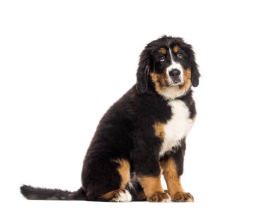 Tatlı Bernese dağ köpeği köpek yavrusu oturuyor ve beyaz bir arka planı var.