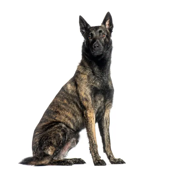 stock image Dutch Shepherd dog sitting and looking away, isolated on white