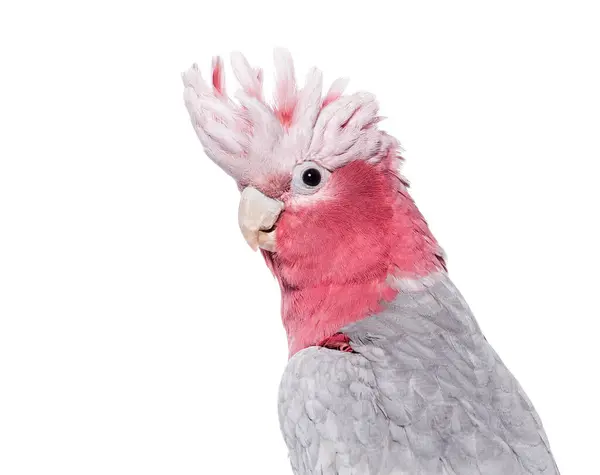 stock image Head shot, Side view of Roseate Cockatoo, or Galah, with its crest spread, isolated on white