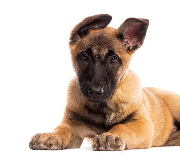 stock image Adorable Two months old belgian shepherd puppy dog lying on the floor and looking with an attentive expression