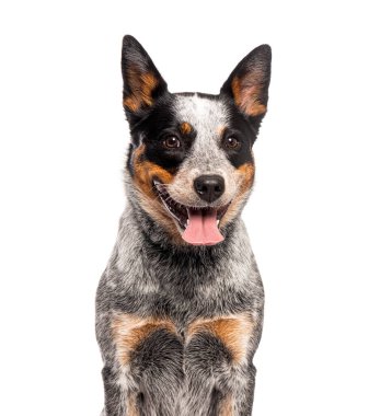 Soluk soluğa Avustralya Sığır Köpeği 'nin kafası.