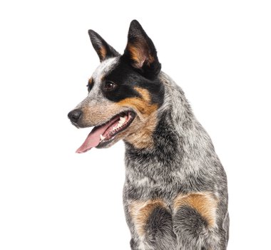 Mavi düdüklü köpek dili dışarı fırlamış ve yan tarafa bakıyor.