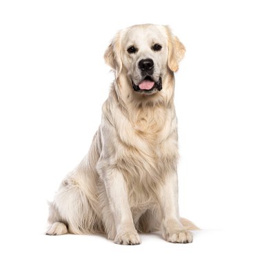 Golden Retriever köpeği yerde oturuyor, soluk soluğa kameraya bakıyor, bembeyaz.