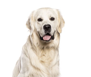 Bir Golden Retriever 'ın başı soluk soluğa ve kameraya bakıyor.