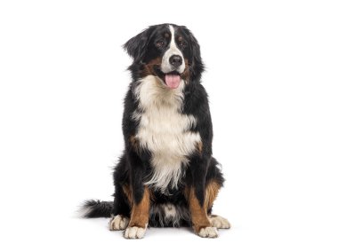 Bernese Monutain 'in köpeği, beyaz üzerine izole bir şekilde dilini çıkardı.