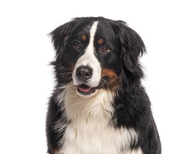 Bernese dağ köpeği soluk soluğa ve beyaz arka planda oturuyor.