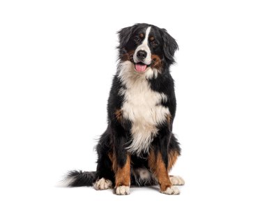 Mutlu Bernese dağ köpeği beyaz arka planda oturuyor ve dili dışarıda kameraya bakıyor.
