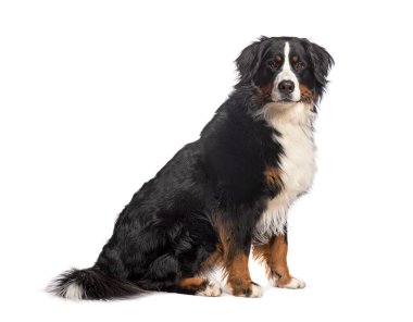 Bernese dağ köpeği oturuyor ve beyaz arka plana bakıyor.