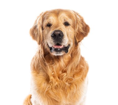 Golden Retriever köpekleri soluk soluğa kalıyor, kameraya bakıyor ve fotoğraf çekimi için poz veriyor.
