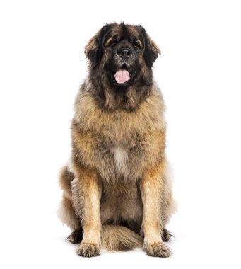Leonberg oturuyor ve soluk soluğa, kameraya bakıyor, beyaz üzerinde izole.