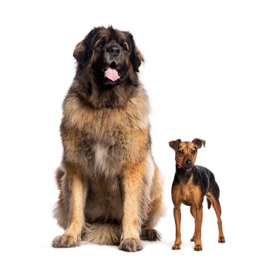 Leonberger köpeği ve minyatür bir pinscher köpeği beyaz arka planda yan yana oturuyorlar.