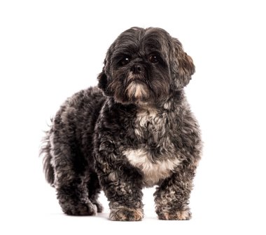 Sevimli Lhasa, beyaz arka planda dikilen ve merakla bakan bir köpek.