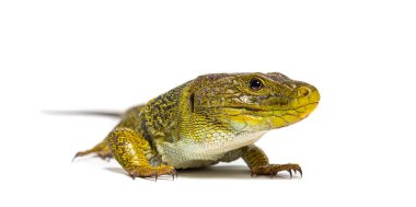 Front view of a Curious green lizard, Ocellated lizard, Timon lepidus, isolated on white clipart