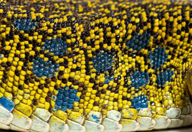 Close up view of an ocellated lizard skin showing the arrangement of its scales clipart