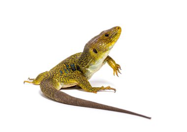 Ocellated kertenkele, Timon lepidus, ayakta ve bakıyor, beyaz üzerinde izole