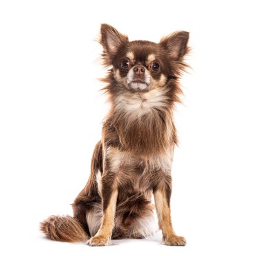 Uzun saçlı chihuahua köpeği oturuyor ve kameraya bakıyor.