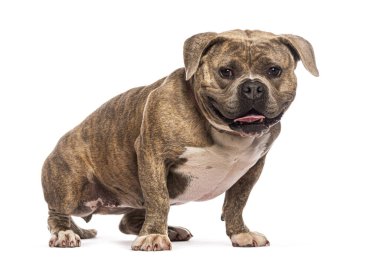 Güçlü boğa teriyeri, paltolu köpek beyaz arka planda oturuyor ve nefes nefese.