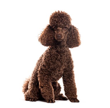 Kahverengi kaniş oturuyor ve kameraya bakıyor.