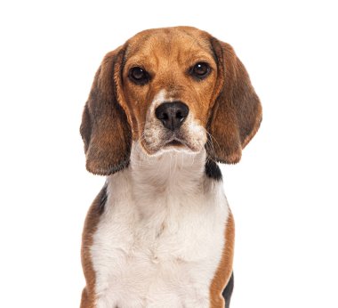 Ciddi bir av köpeğinin beyaz arka planda oturup kameraya bakışının vesikalığı.