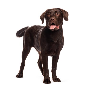 Çikolata rengi labrador Retriever beyaz bir arka planda duruyor, yukarı bakıyor, soluyor ve kuyruğunu sallıyor.