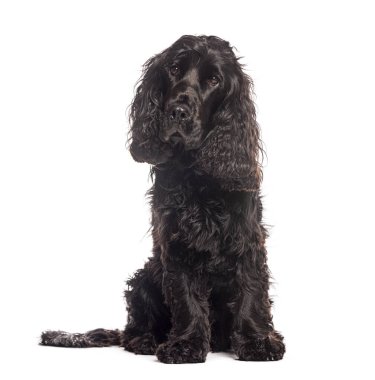 Meraklı siyah cocker spaniel beyaz arka planda izole bir şekilde oturur ve bakar.