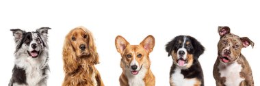 Beş farklı köpekten oluşan kolaj kameraya mutlu görünüyor ve beyaz arka planda soluk soluğa kalıyor.