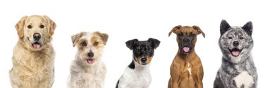 Beş farklı köpekten oluşan kolaj kameraya mutlu görünüyor ve beyaz arka planda soluk soluğa kalıyor.