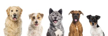 Beş farklı köpekten oluşan kolaj kameraya mutlu görünüyor ve beyaz arka planda soluk soluğa kalıyor.