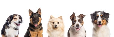 Beş farklı köpekten oluşan kolaj kameraya mutlu görünüyor ve beyaz arka planda soluk soluğa kalıyor.