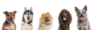 Beş farklı köpekten oluşan kolaj kameraya mutlu görünüyor ve beyaz arka planda soluk soluğa kalıyor.