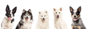 Beş farklı köpekten oluşan kolaj kameraya mutlu görünüyor ve beyaz arka planda soluk soluğa kalıyor.