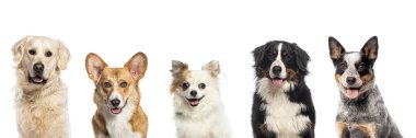 Beş farklı köpekten oluşan kolaj kameraya mutlu görünüyor ve beyaz arka planda soluk soluğa kalıyor.